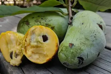 Pawpaw fruit America’s forgotten tropical treasure