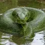 Massive green anaconda partially submerged with eyes above water