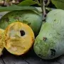 Pawpaw fruit America’s forgotten tropical treasure